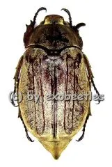 Melolontha frater ( 25 - 30 )