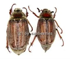 5 x Melolontha melolontha ( Maikäfer )