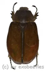Melolonthidae spec. #17 ( 35 - 39 ) A2