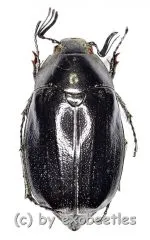 Melolonthidae spec. #21 ( 20 – 24 )