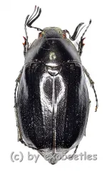 Melolonthidae spec. #21 ( 20 – 24 )