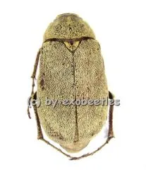 Melolonthidae spec. #2 A2