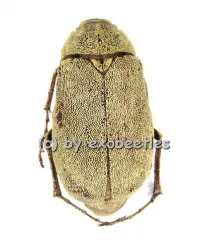 Melolonthidae spec. #2 A2