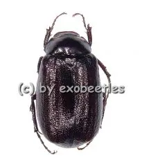 Melolonthidae spec. #4