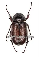 Melolonthidae spec. #7 ( 20 - 24 ) A2