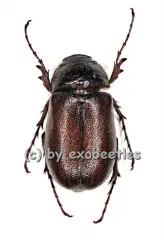 Melolonthidae spec. #7 ( 20 - 24 ) A2