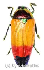 Metaxymorpha apicalis ( 25 – 29 )