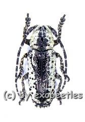 Milothris irrorata ( 15 – 19 )