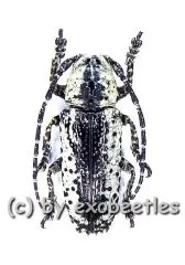 Milothris irrorata ( 15 – 19 )
