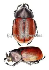 Mitracephala humboldti ( 30 – 34 )
