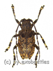 Moechotypa diphysis ( 15 - 19 )