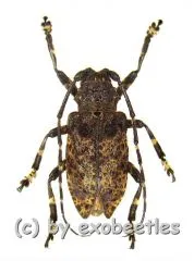 Moechotypa diphysis ( 15 - 19 )