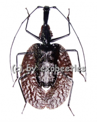 Mormolyce phyllodes ( 65 – 69 )