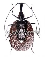 Mormolyce phyllodes ( 55 – 59 )