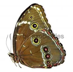 Morpho achilles patroclus