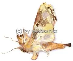 Moths spec. #9