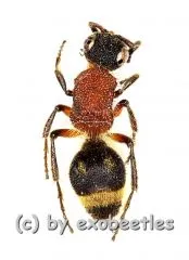 Mutillidae spec. ( Ameisenwespe ) ( 5 – 9 )