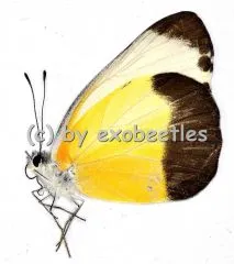 Mylothris chloris