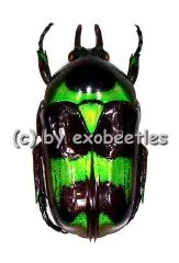 Mystroceros rouyeri ( 15 – 19 )