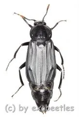 Necrodes littoralis ( 25 - 29 )
