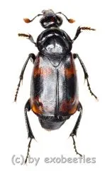 Necrophorus nepalensis ( 15 – 19 )