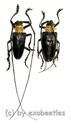 Nemophas batoceroides ( M 40 – 44 )
