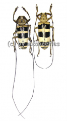 Nemophas subcylindricus ( M 30 - 34 )