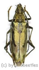 Neocerambyx grandis ( 60 – 64 )