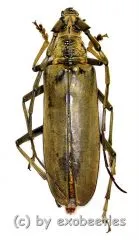 Neocerambyx vitalisi ( 65 – 69 )