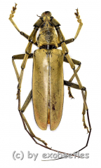 Neocerambyx vitalisi ( 60 – 64 )