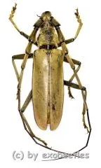 Neocerambyx vitalisi ( 60 – 64 )