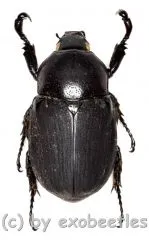 Neohyphus semivelutinus celebesus ( sehr selten ) ( 25 - 29 )