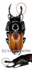 Neolucanus brochieri ( 40+ )