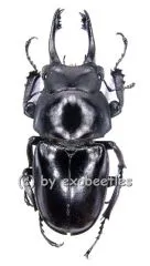 Neolucanus delicatus ( schwarze var. ) ( 40 - 44 )