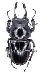 Neolucanus delicatus ( schwarze var. ) ( 40 - 44 )