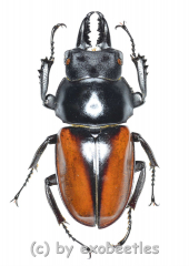 Neolucanus delicatus ( mesodonte ) ( 35 - 39 )