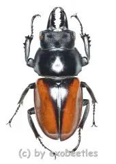 Neolucanus delicatus ( mesodonte ) ( 35 - 39 )
