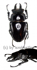 Neolucanus giganteus ( 50 - 54 )