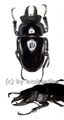 Neolucanus giganteus ( 50 - 54 )