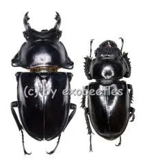 Neolucanus maximus maximus ( M 55 - 59 )