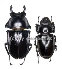 Neolucanus maximus maximus ( M 55 - 59 )