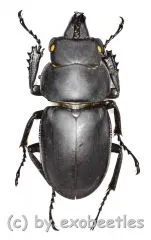 Neolucanus sinicus ssp.opacus ( 30 – 34 )