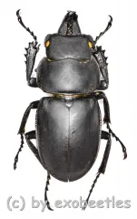 Neolucanus sinicus ssp.opacus ( 30 – 34 )