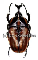 Neophaedimus auzouxi A2