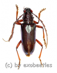 Neoplocaederus gabonicus ( 25 – 29 )