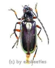 Neoplocaederus nitidipennis ( 25 – 29 )