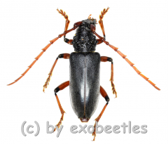 Neoplocaederus ruficornis ( 25 - 29 )