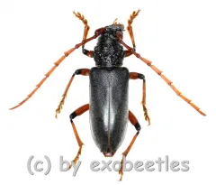 Neoplocaederus ruficornis ( 25 - 29 )