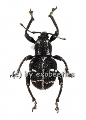 Neopygops banksii ( pink )