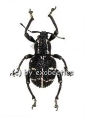 Neopygops banksii ( pink )